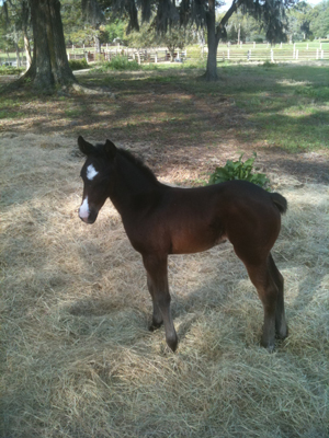 Horse Information