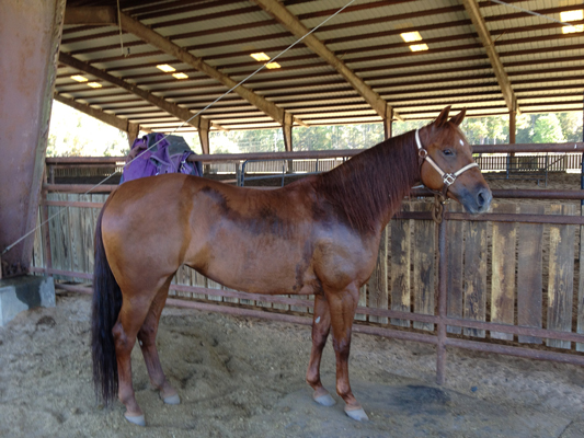 Horse Information