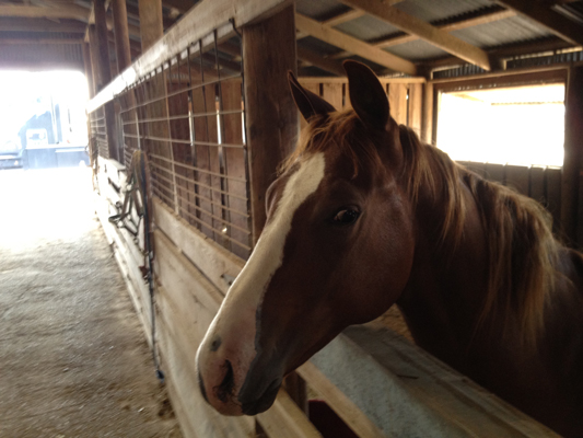 Horse Information